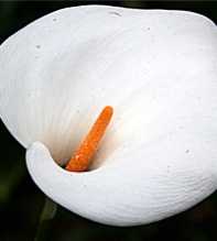 ZANTEDESCHIA Aethiopica