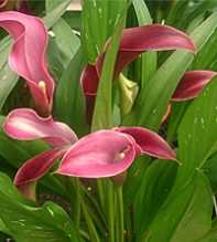 ZANTEDESCHIA Albomaculata