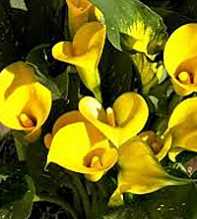 ZANTEDESCHIA Elliotiana