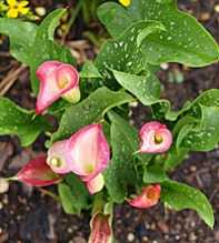 ZANTEDESCHIA Rehmannii